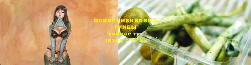 мега ТОР  где можно купить   Прохладный  Галлюциногенные грибы Psilocybine cubensis 